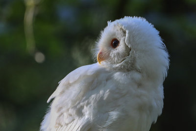 albino barred owl