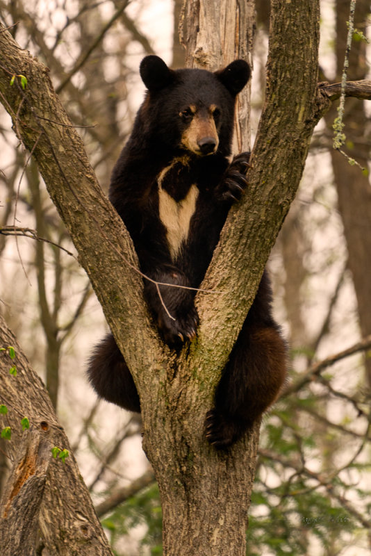 Scared Yearling