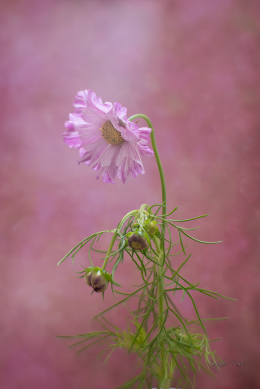 simply pink