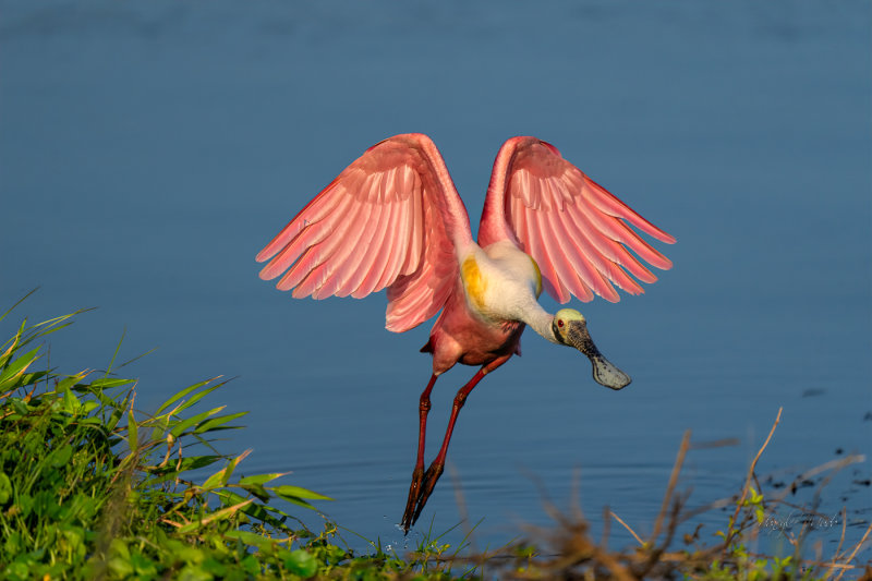 Spoonbills