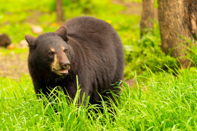 Black Bears of Minnesota