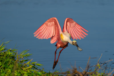 Spoonbills