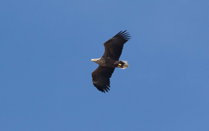 White-tailed Eagle (Haliaeetus albicilla)