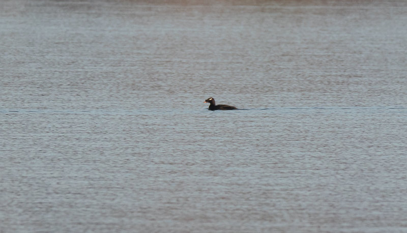 Siberian Scoter (Melanitta stejnegeri)