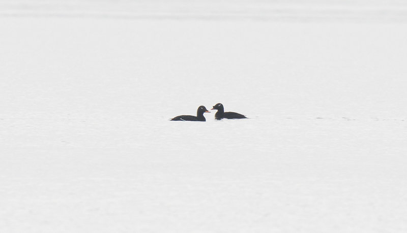 Siberian Scoter (Melanitta stejnegeri)