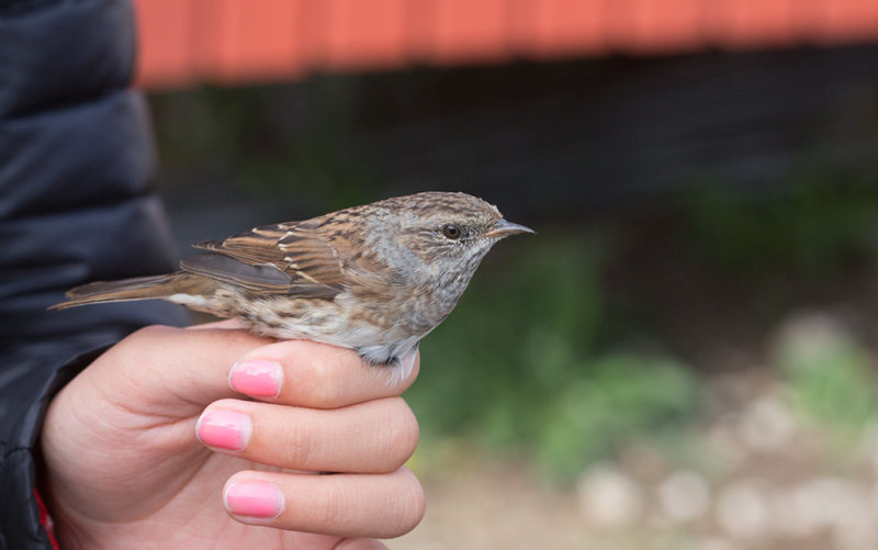 Dunnock (Prunella modularis)