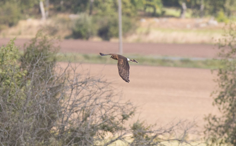 Northern Harrier (Circus cyaneus)