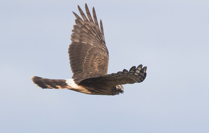 Northern Harrier (Circus cyaneus)