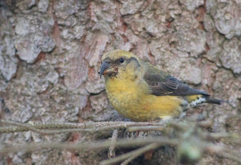 Red Crossbill (Loxia curvirostra)