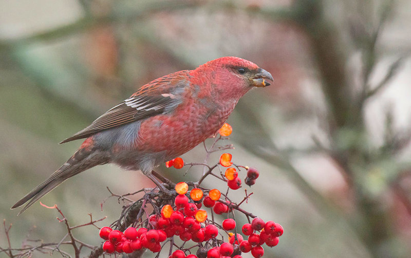 Pine Grosbeak (Pinicola enucleator)