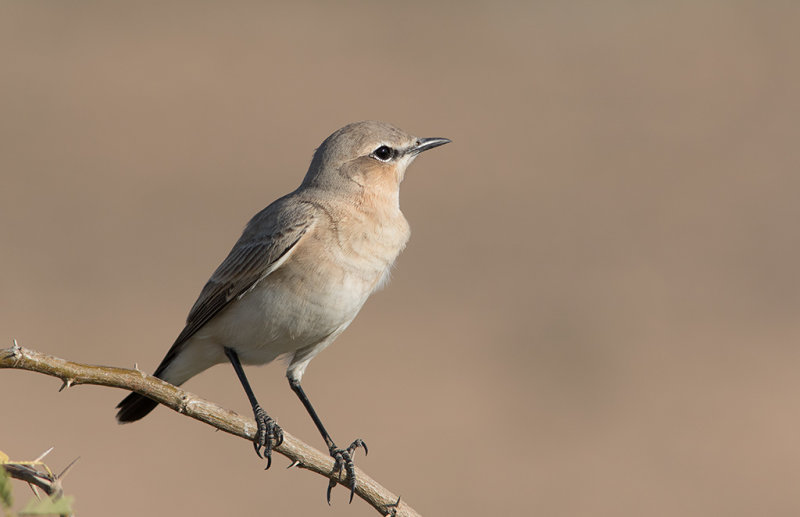 Desert Wheatear (Oenanthe deserti)