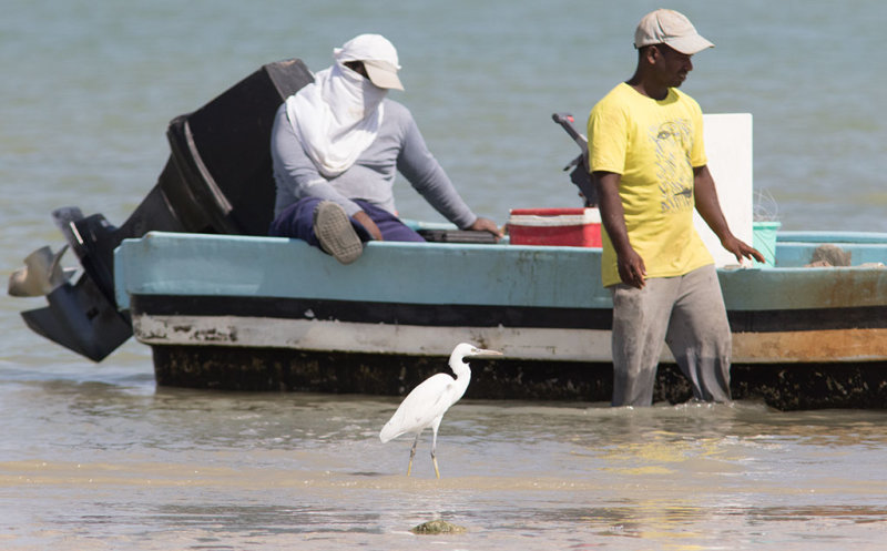 Western Reef-Heron (Egretta gularis)