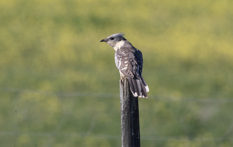 Great Spotted Cuckoo (Clamator glandarius)