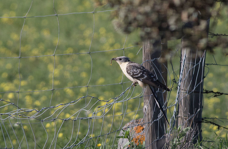 Great Spotted Cuckoo (Clamator glandarius)