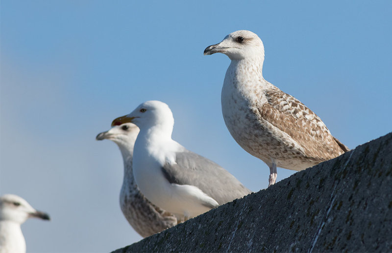 Yellow-legged Gull (Larus michahellis)