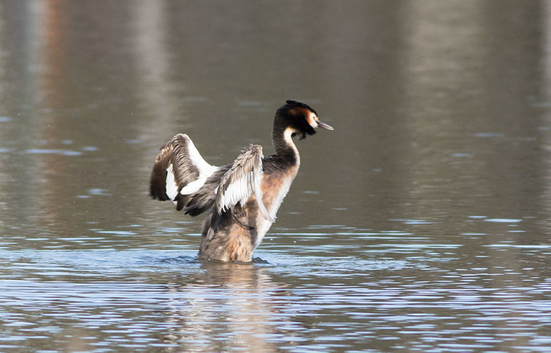 Great Crested Grebe (Podiceps cristatus)