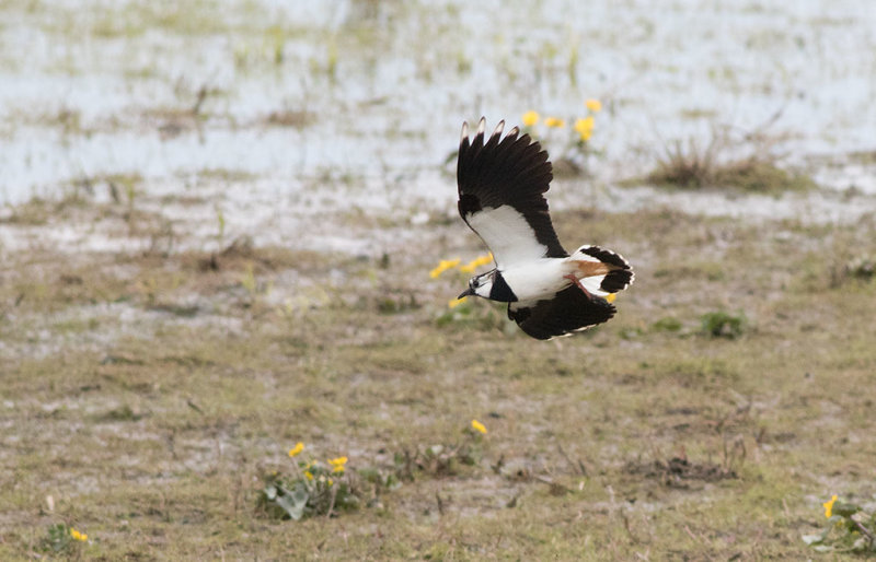 Northern Lapwing (Vanellus vanellus)