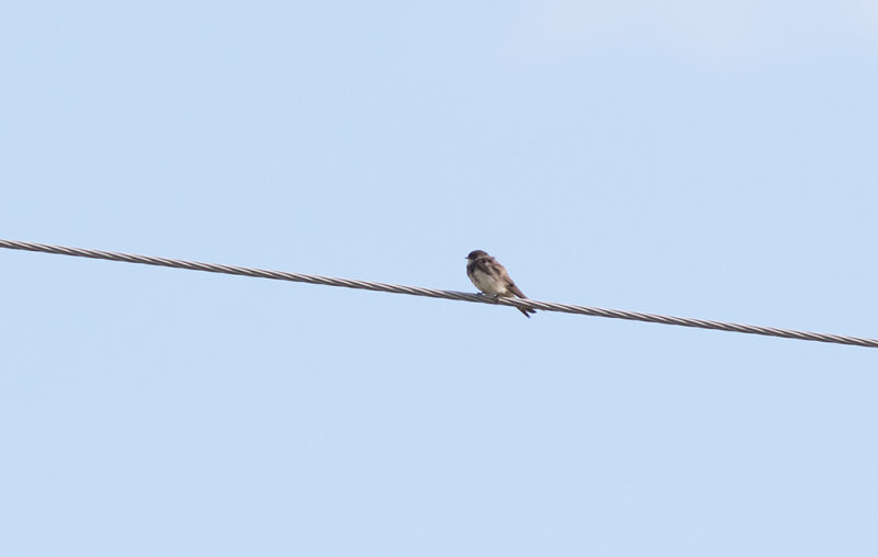 Bank Swallow (Riparia riparia)