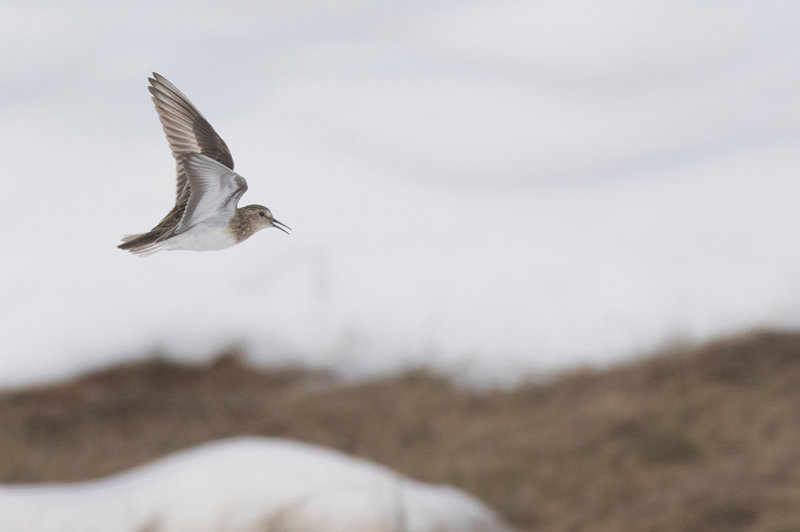 Temmincks Stint (Calidris temminckii)