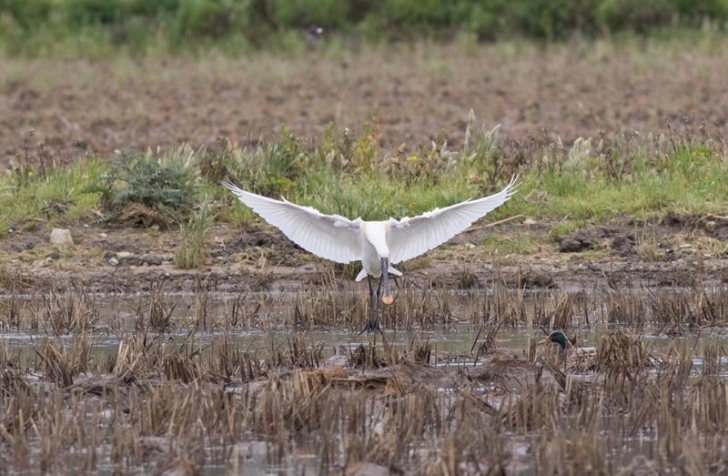 Eurasian Spoonbill (Platalea leucorodi)