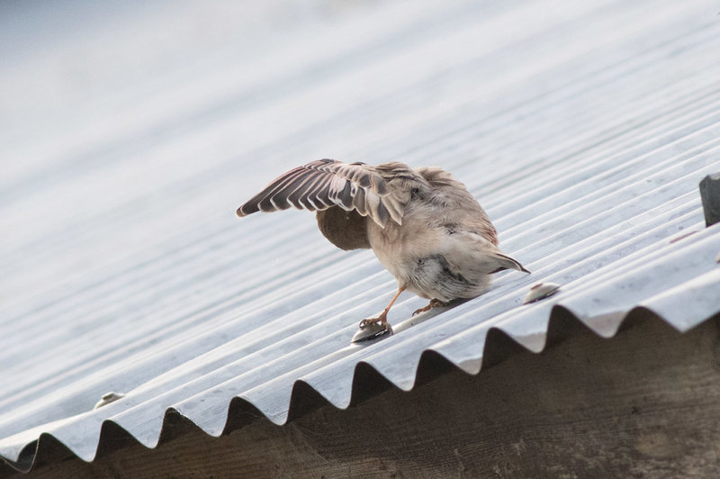 Mongolian Finch (Bucanetes mongolicus)