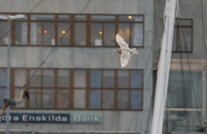 Glaucous Gull (Larus hyperboreus)