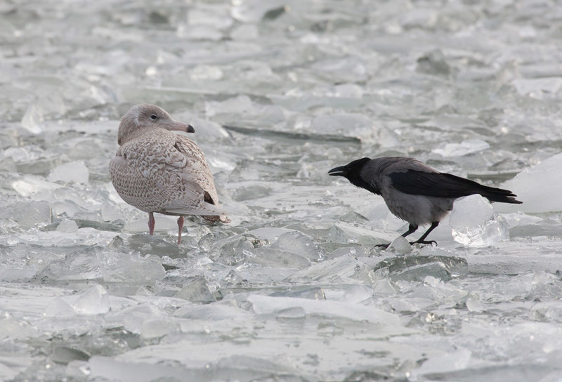 Glaucous Gull (Larus hyperboreus)	