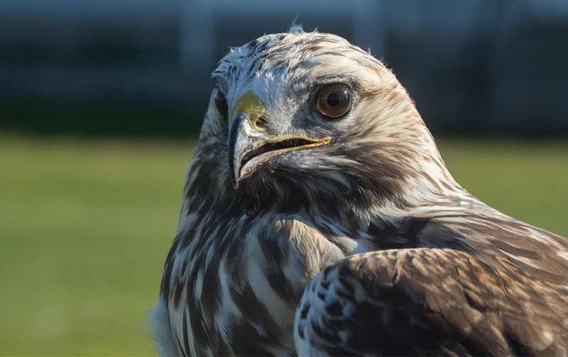 Rough-legged Buzzard (Buteo lagopus)	