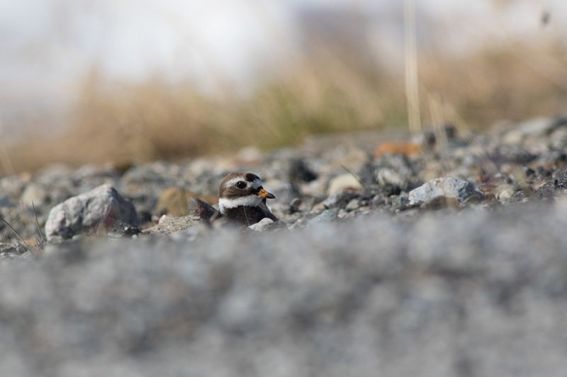 Common Ringed Plover (Charadrius hiaticula)	