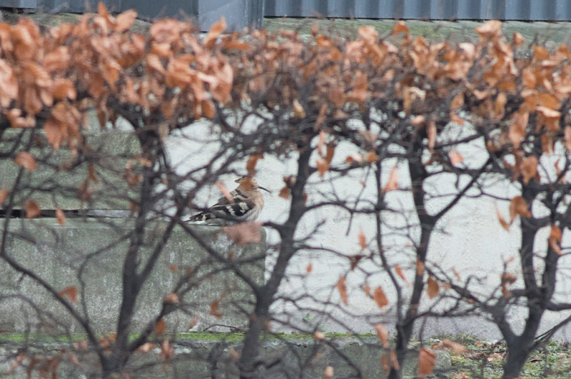 Eurasian Hoopoe (Upupa epops)