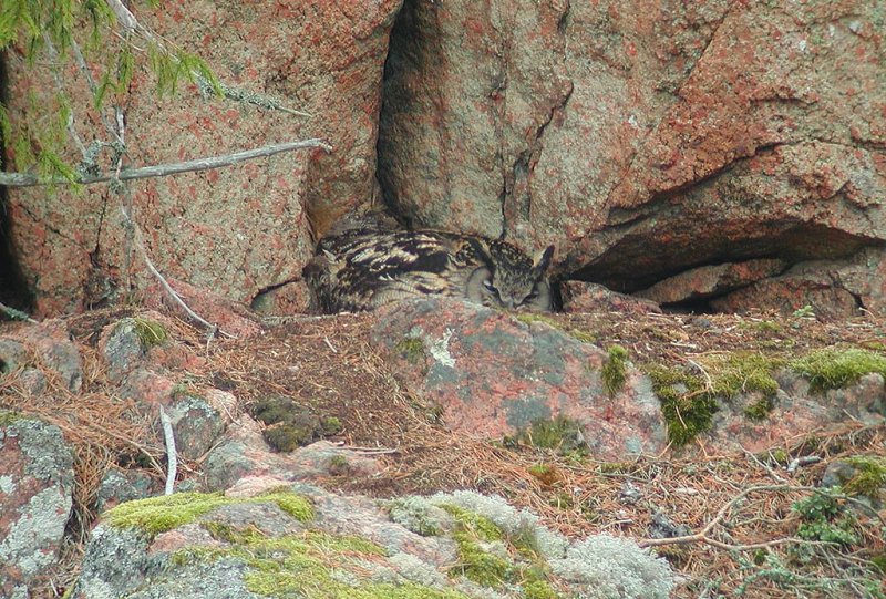 Eurasian Eagle-Owl (Bubo bubo)