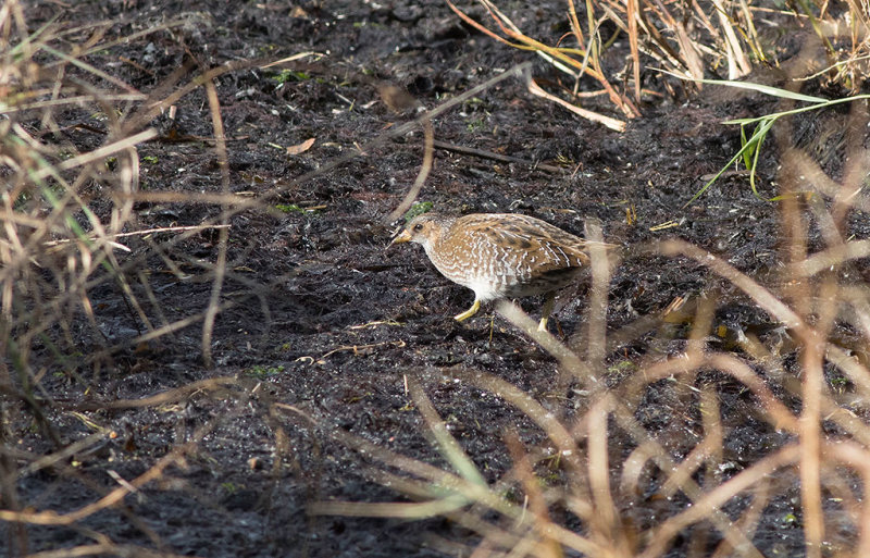 Spotted Crake (Porzana porzana)