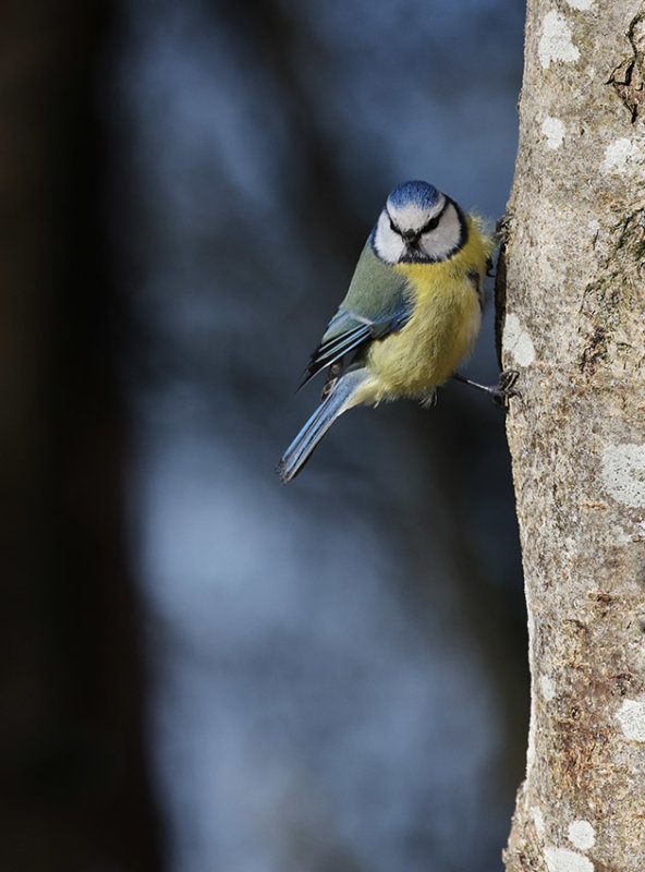 Eurasian Blue Tit (Cyanistes caeruleus)