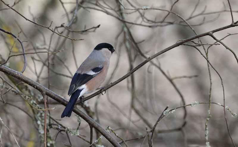 Eurasian Bullfinch (Pyrrhula pyrrhula)