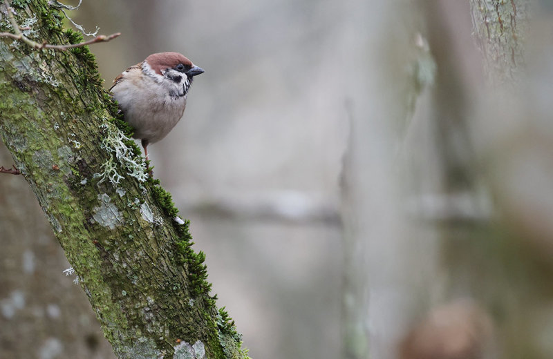 Eurasian Tree Sparrow (Passer montanus)