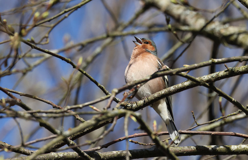 Common Chaffinch (Fringilla coelebs)