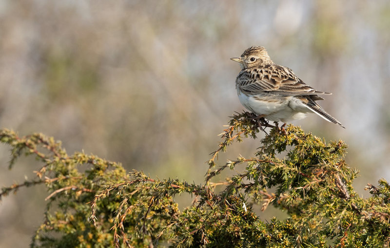 Eurasian Skylark (Alauda arvensis)