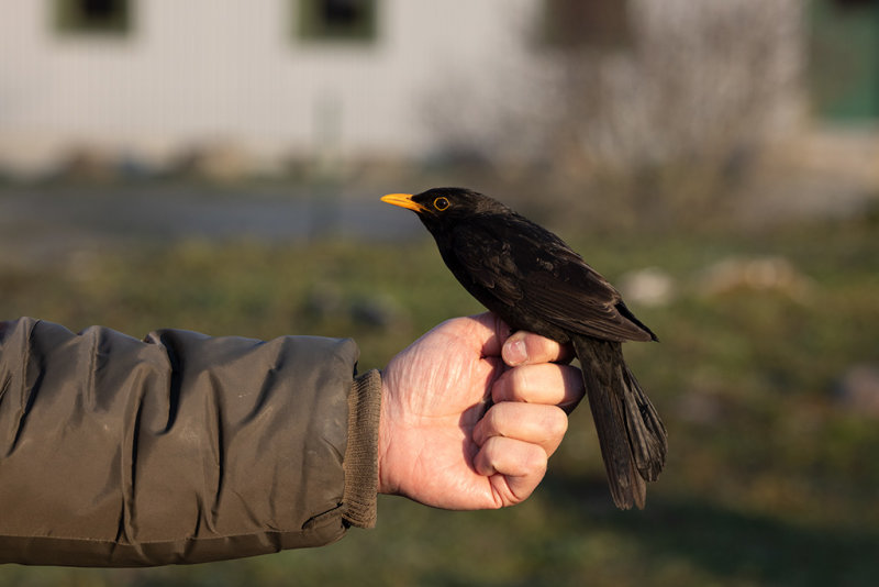 Common Blackbird (Turdus merula)