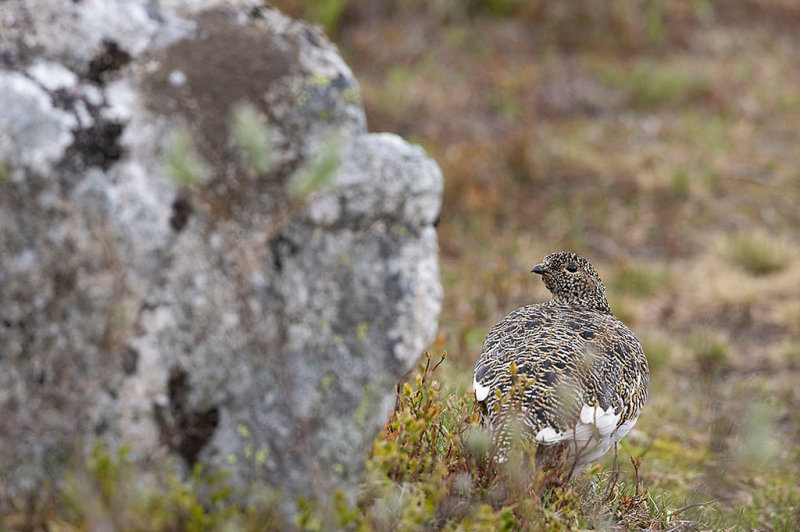 Rock Ptarmigan (Lagopus muta)	