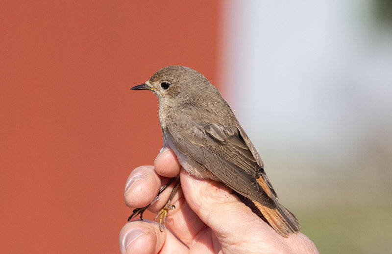 Common Redstart (Phoenicurus phoenicurus)