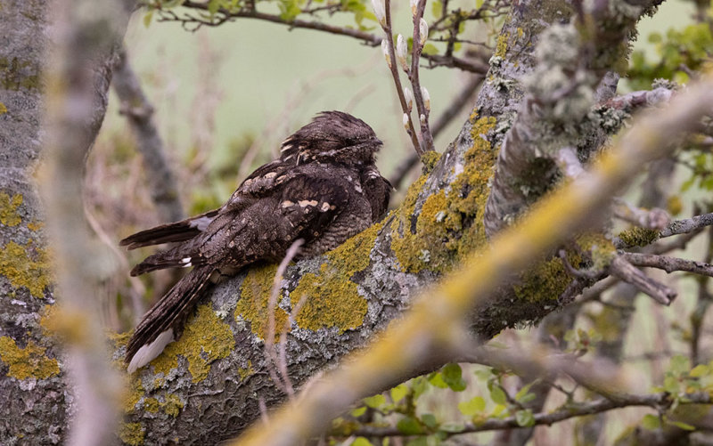 European Nightjar (Caprimulgus europaeus)