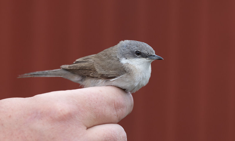 Lesser Whitethroat (Curruca curruca)