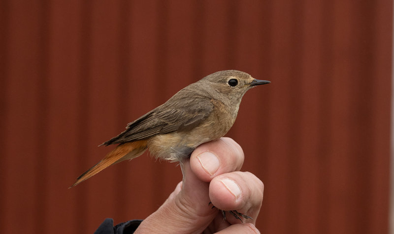 Common Redstart (Phoenicurus phoenicurus)