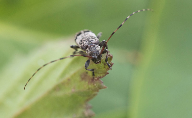 Flckig splintbock (Leiopus nebulosus)