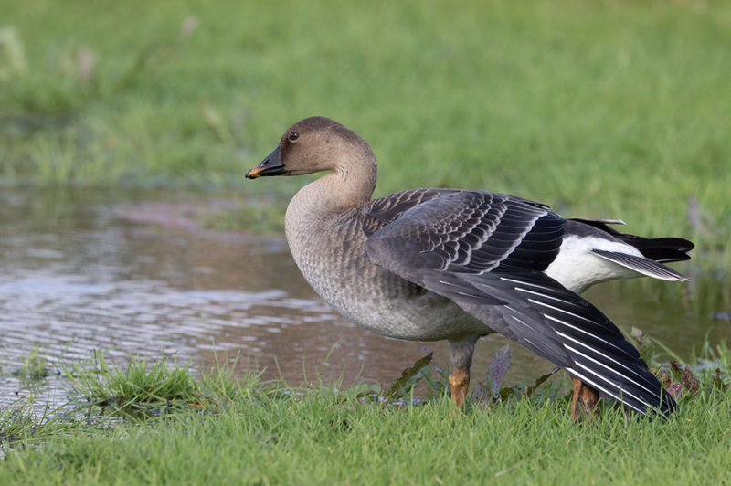 Russian Bean Goose (Anser serrirostris rossicus)	