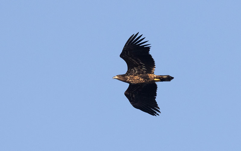 White-tailed Eagle (Haliaeetus albicilla)