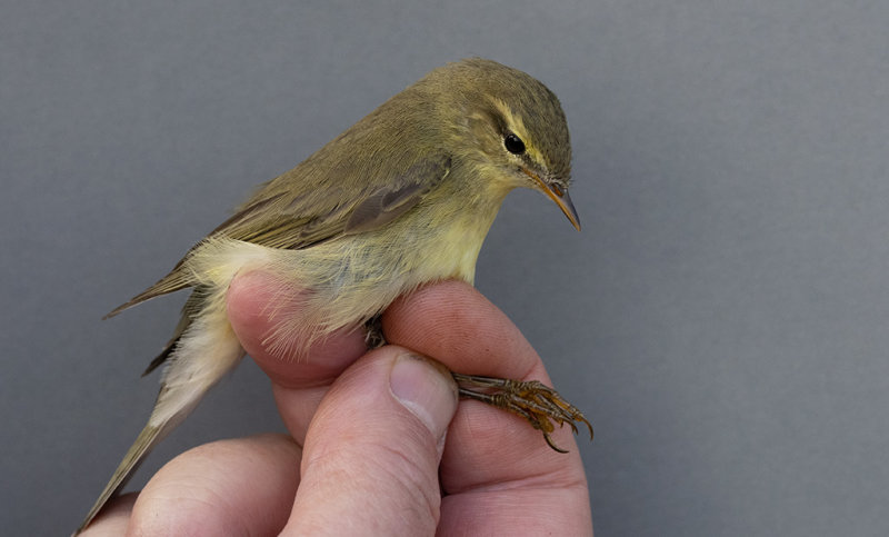 Willow Warbler (Phylloscopus trochilus)