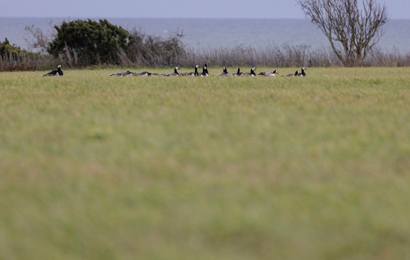 Barnacle Goose (Branta leucopsis)