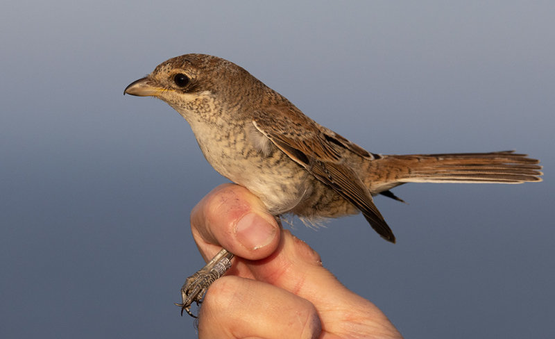 Red-backed Shrike (Lanius collurio)	
