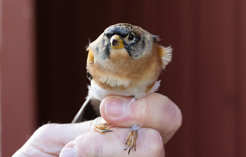 Brambling (Fringilla montifringilla)